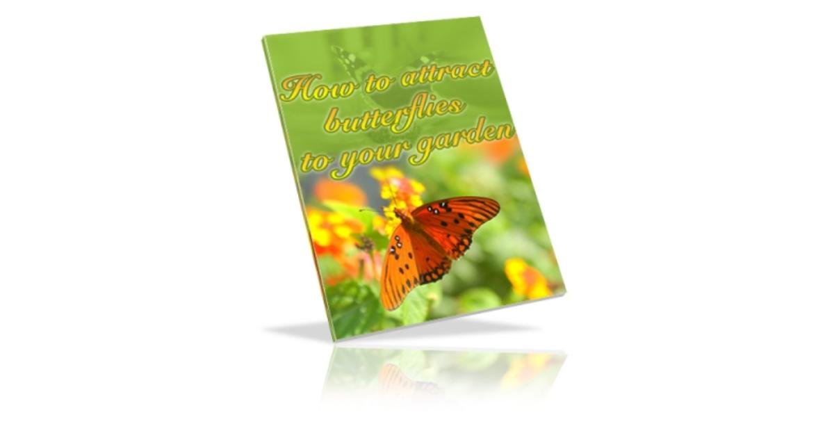 How To Attract Butterflies To Your Garden-5366