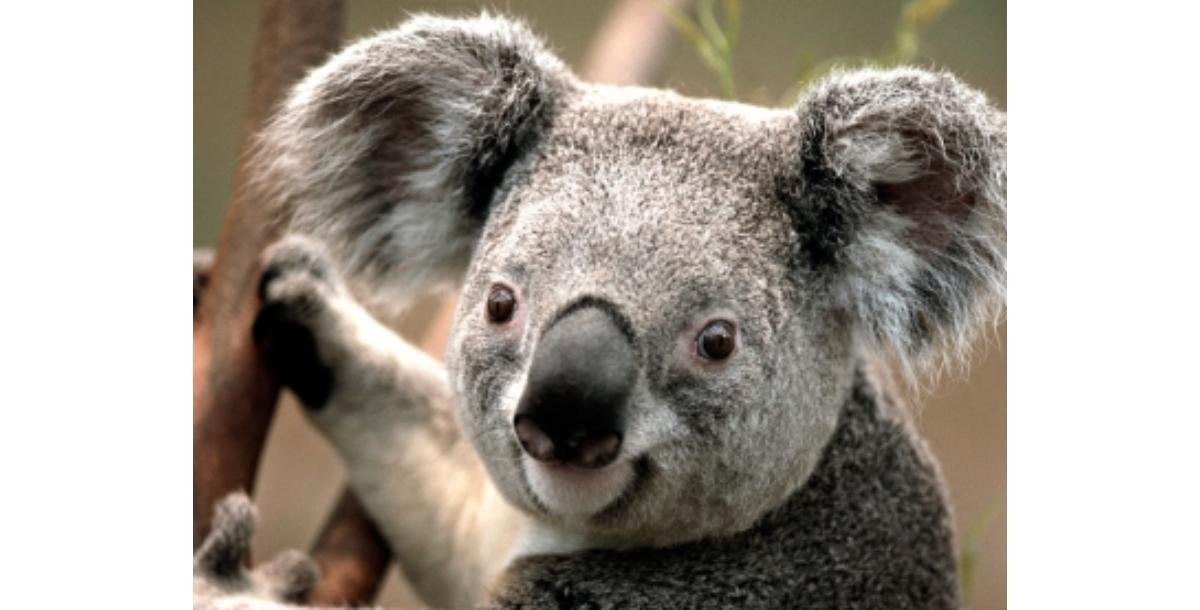 Business Booster-9114